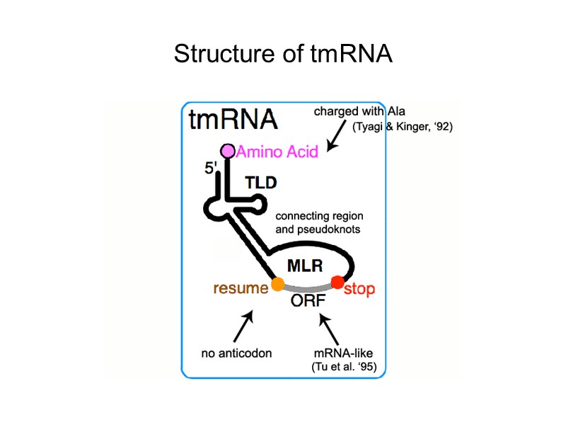 Structure of tmRNA